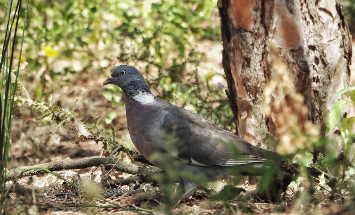 Common Wood-Pigeon - ML618816044