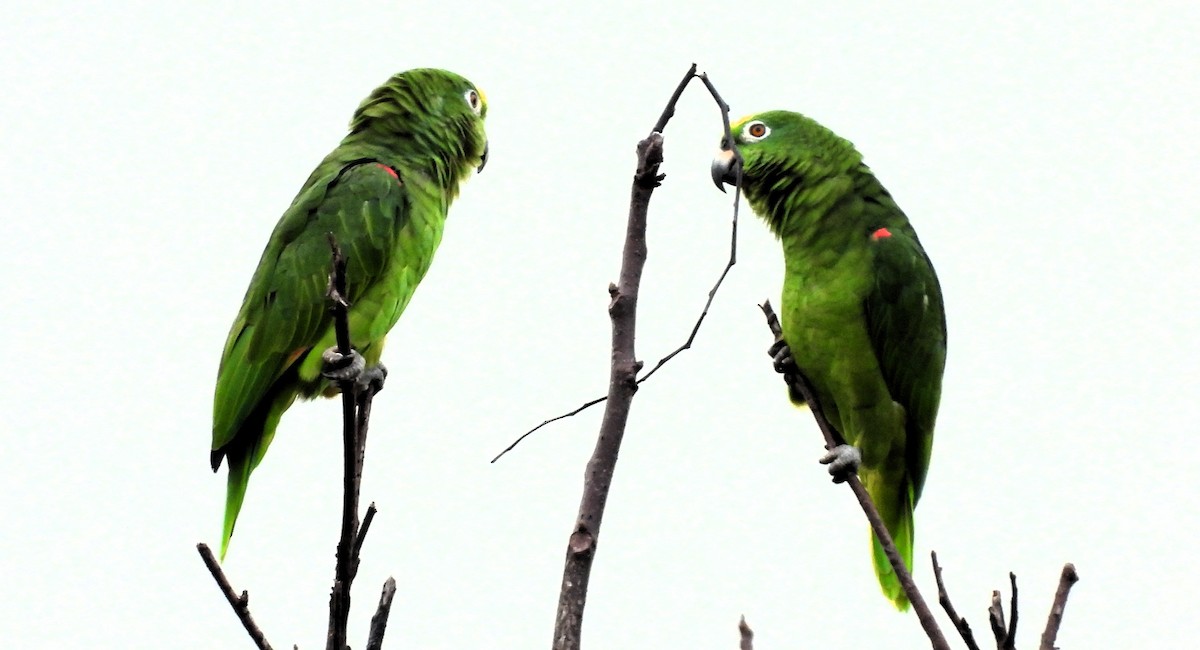 Yellow-crowned Parrot - ML618816055