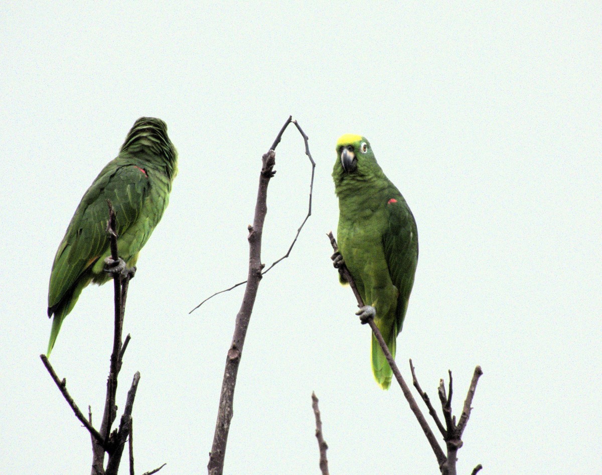 Yellow-crowned Parrot - ML618816056