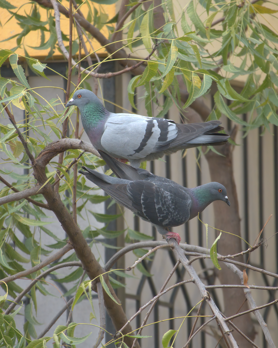 Rock Pigeon (Feral Pigeon) - Jayendra Rakesh Yeka