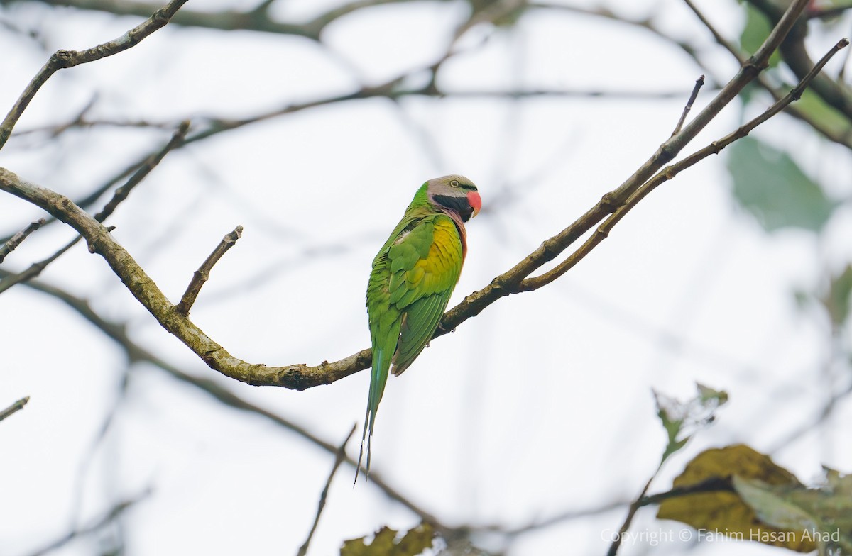 Red-breasted Parakeet - ML618816102