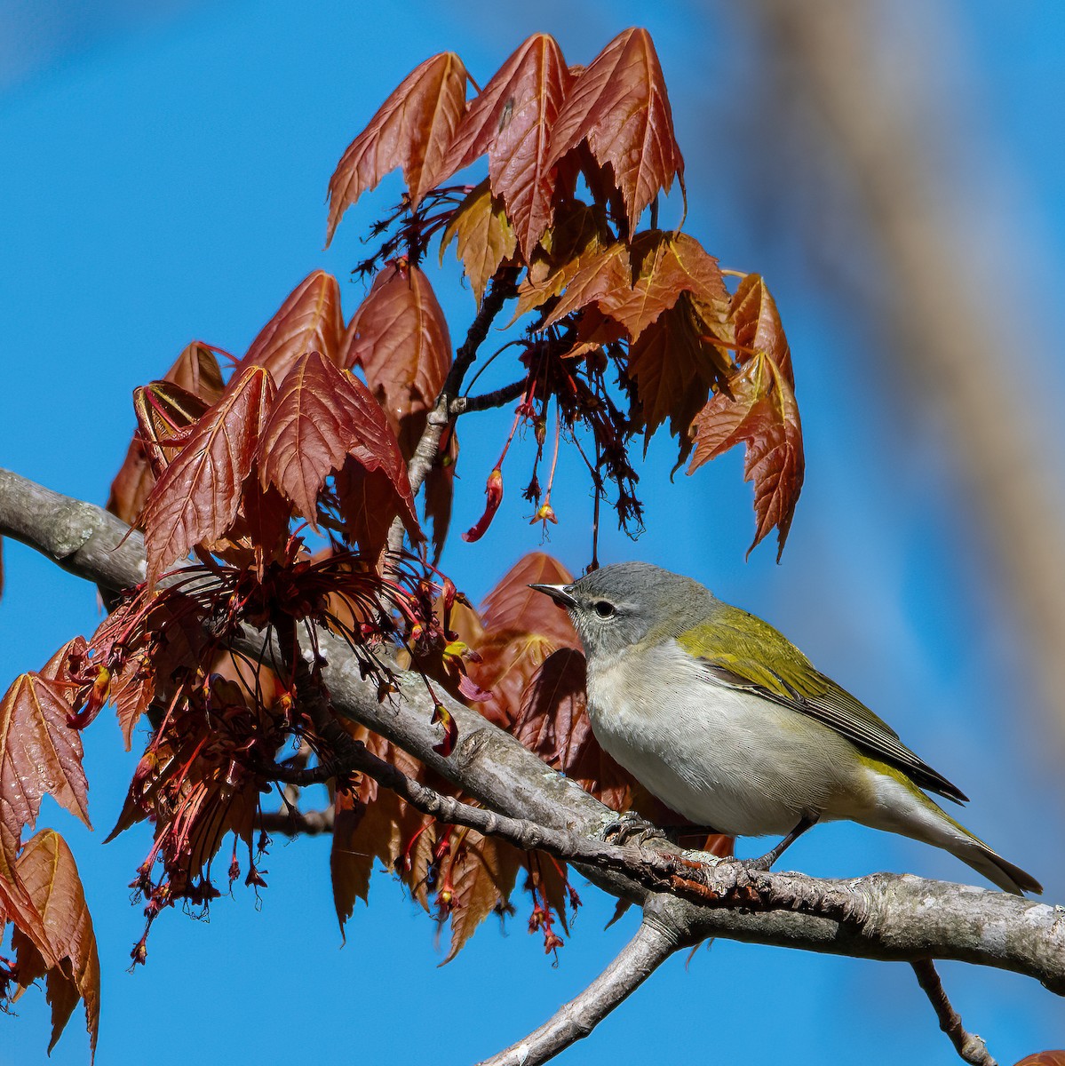 Tennessee Warbler - Theresa Ray