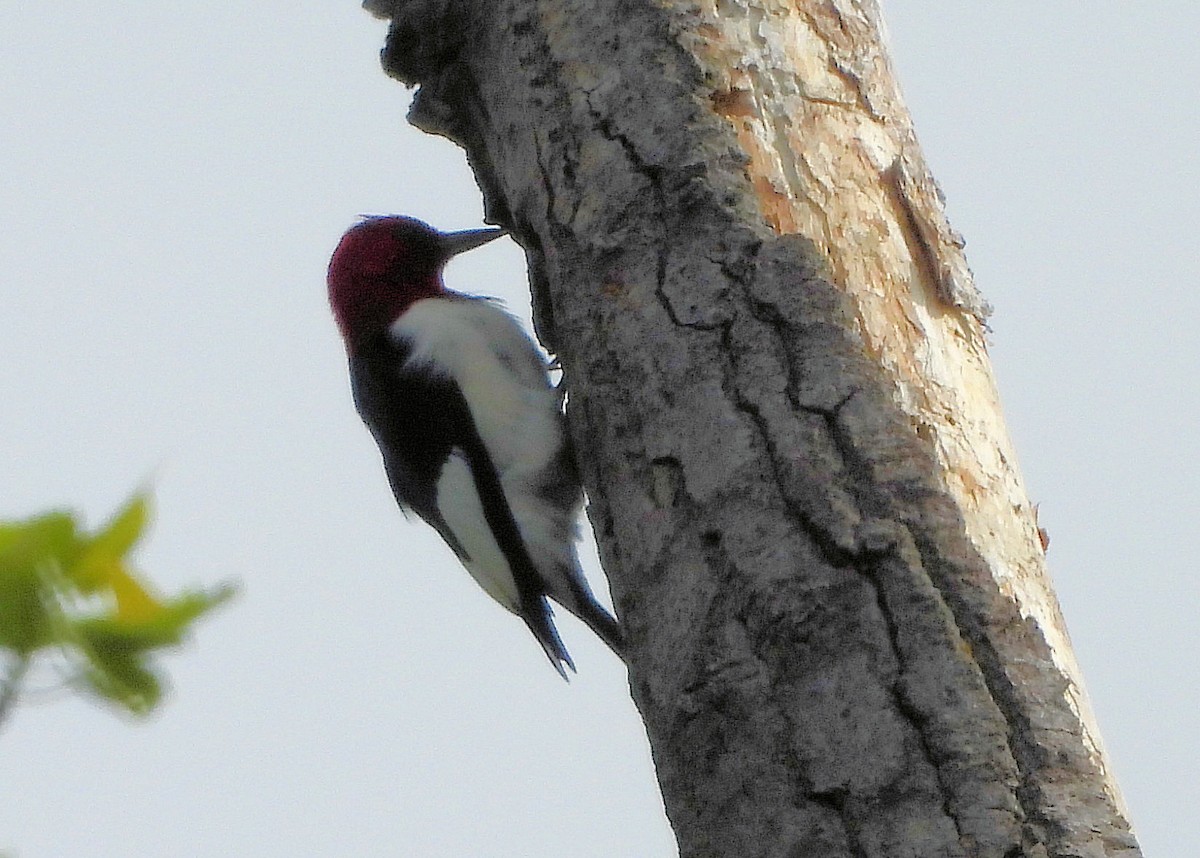 Red-headed Woodpecker - Anna Kozlenko