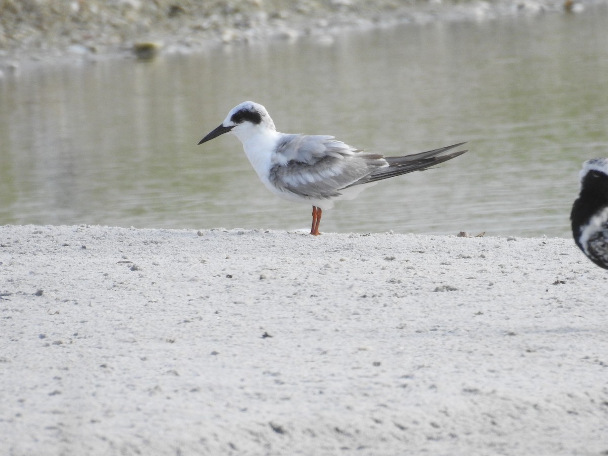 Forster's Tern - Michael Weisensee