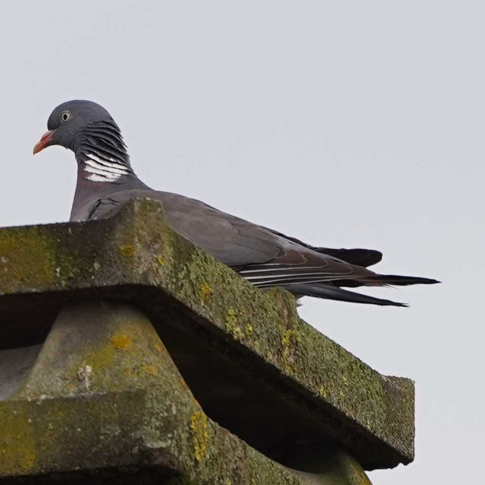 Common Wood-Pigeon - ML618816142