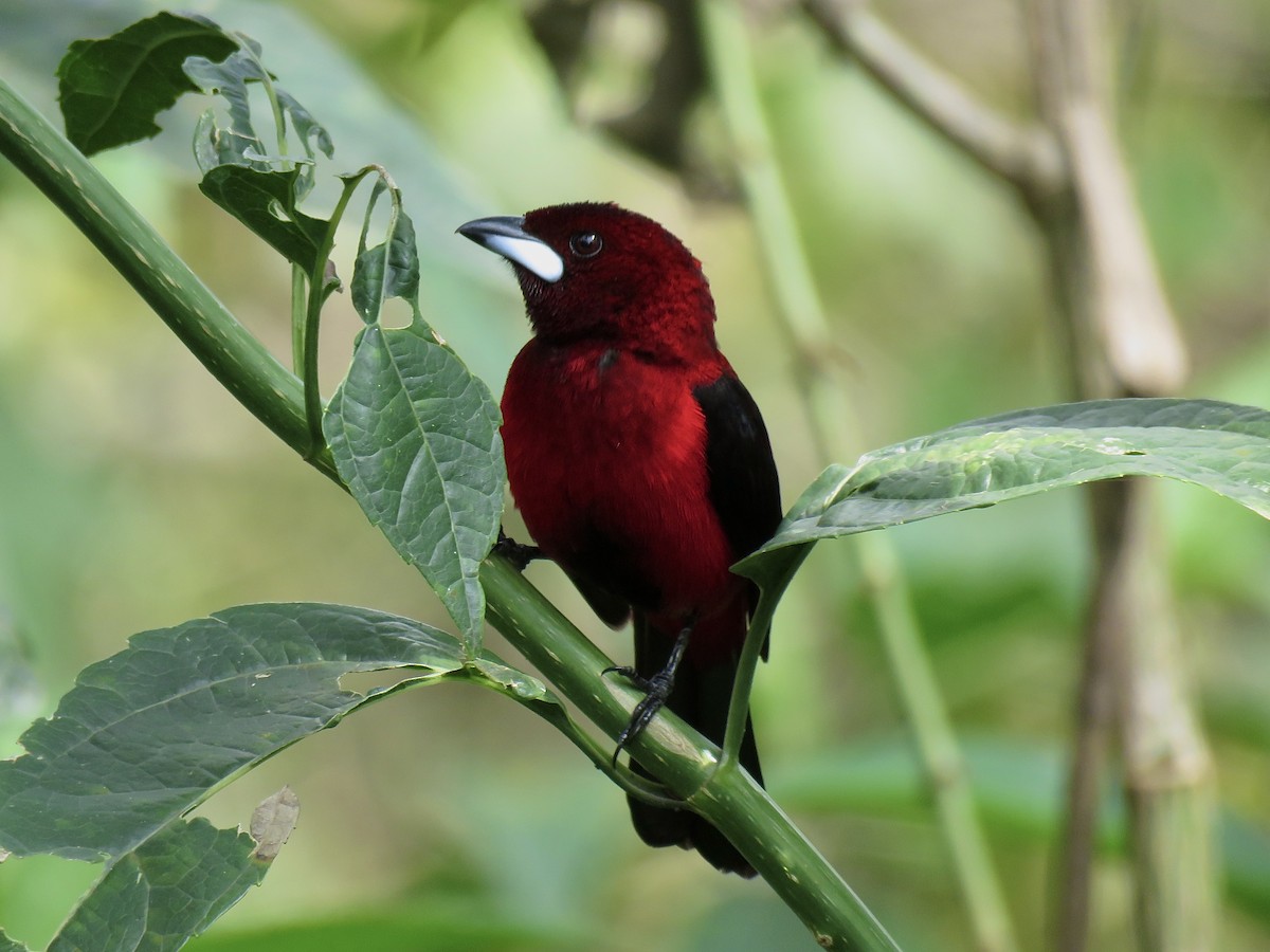 Crimson-backed Tanager - Geoffrey Ratcliffe