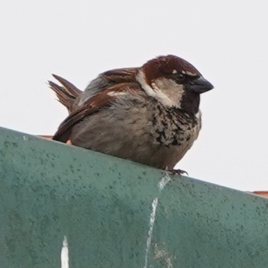 Italian Sparrow - Szymon  Bzoma