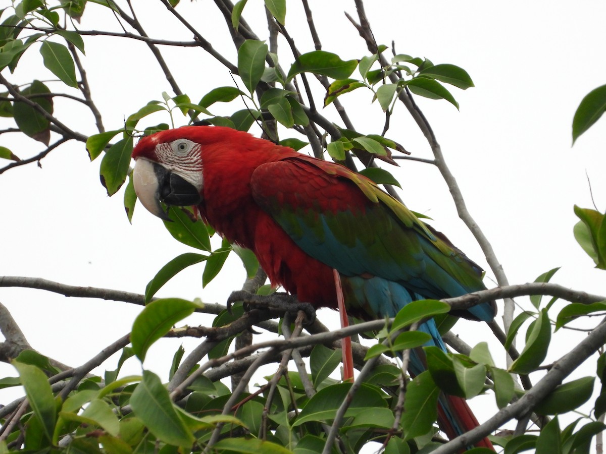Red-and-green Macaw - Jose Fernando Sanchez O.