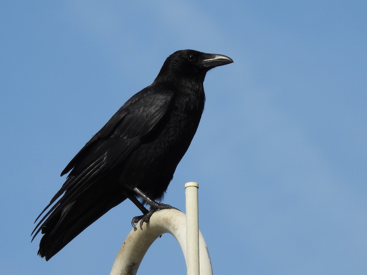 Carrion Crow - Gerald Moore