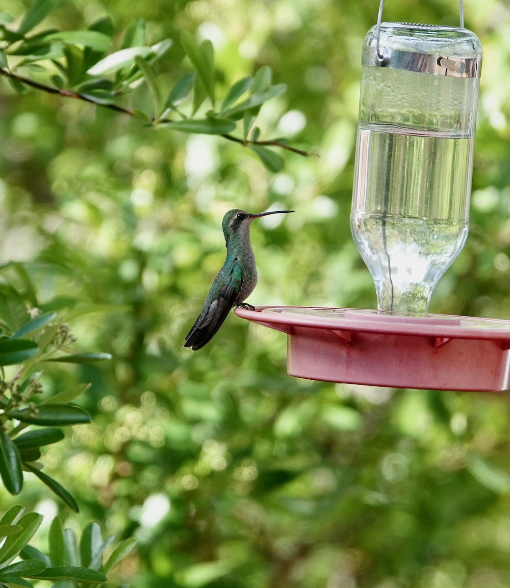 kolibřík širokozobý - ML618816202