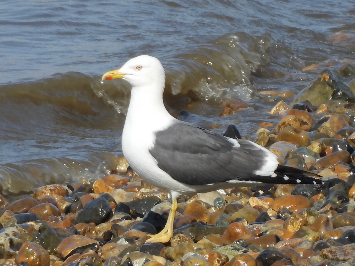 Lesser Black-backed Gull - Gerald Moore