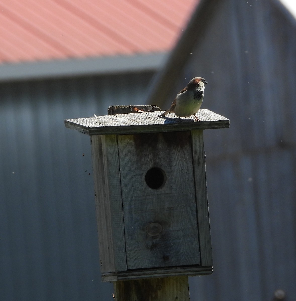 House Sparrow - ML618816283