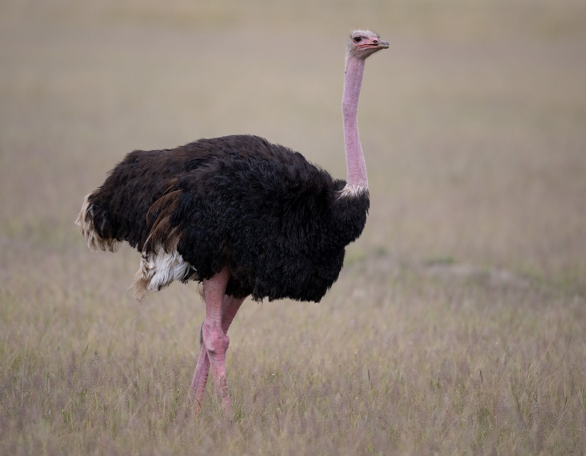 Common Ostrich - Lizabeth Southworth
