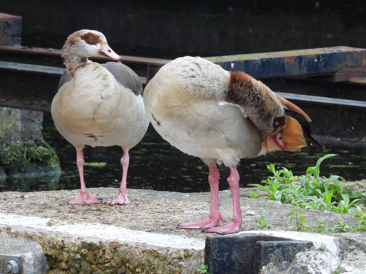 Egyptian Goose - Gerald Moore