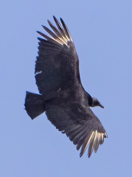 Black Vulture - ML618816367