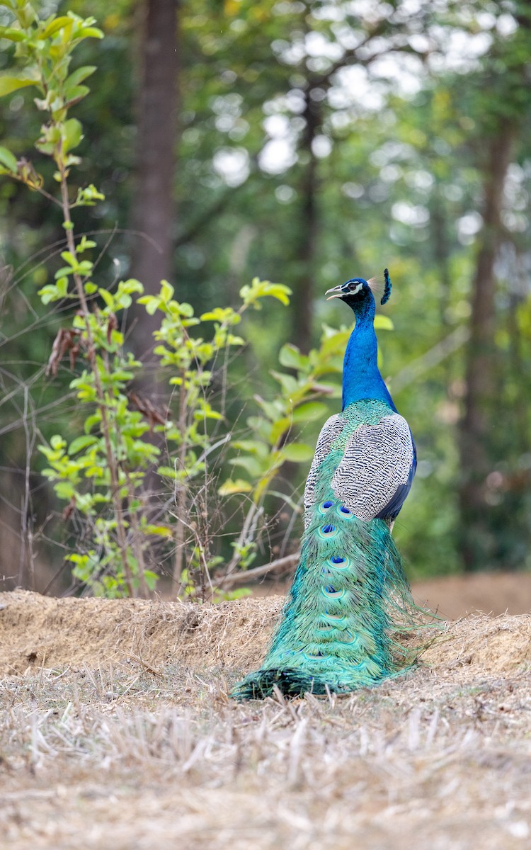Indian Peafowl - Adithya Bhat