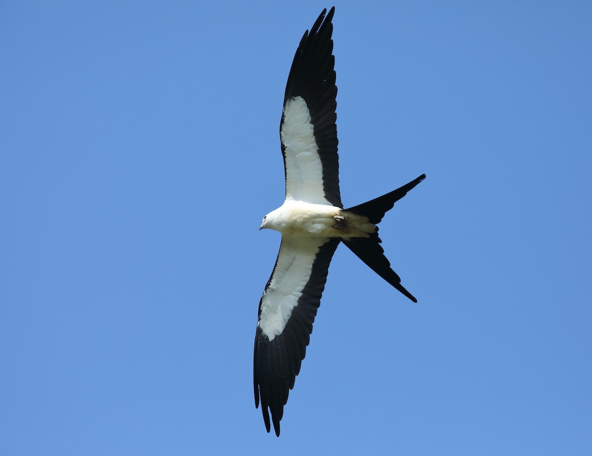 Swallow-tailed Kite - ML618816379