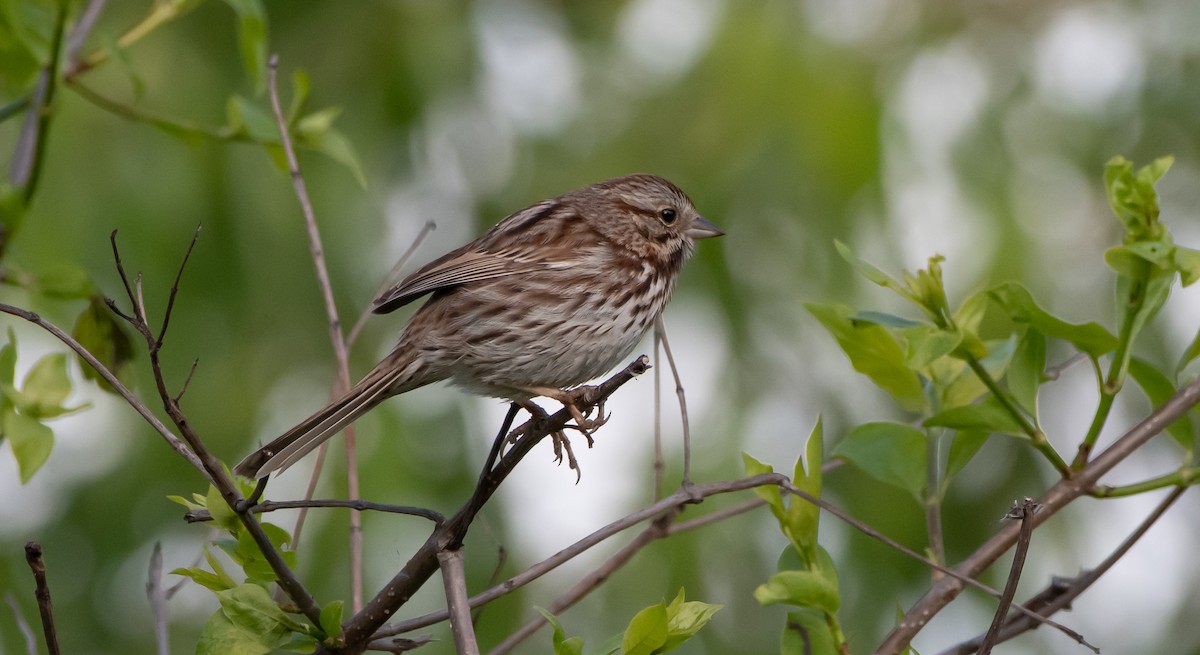 Song Sparrow - Mike Good