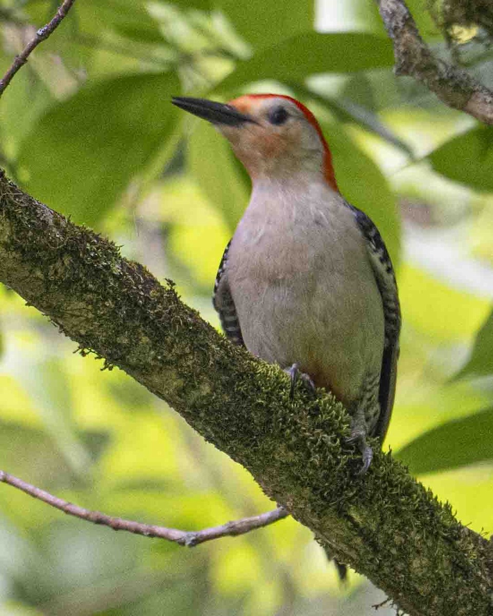 Red-bellied Woodpecker - ML618816454
