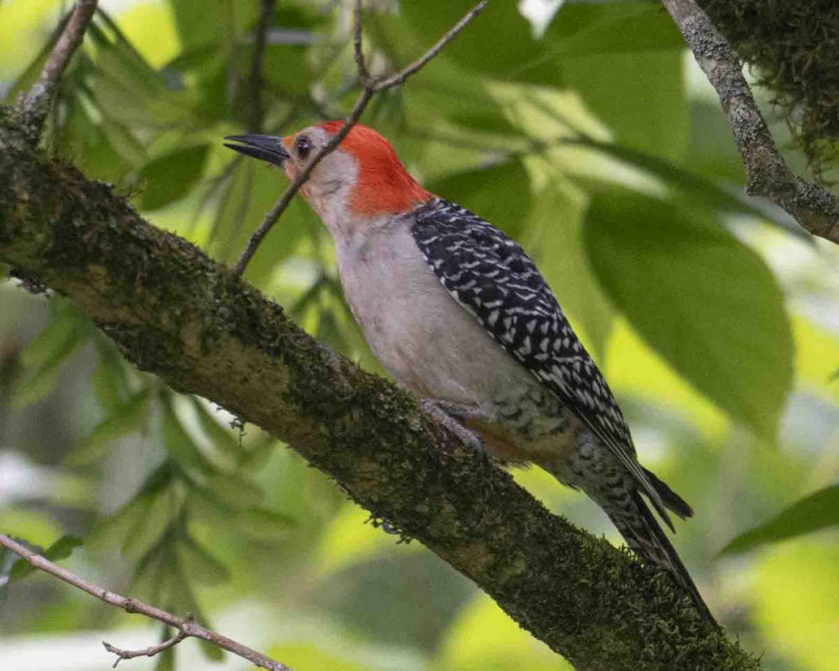 Red-bellied Woodpecker - ML618816455