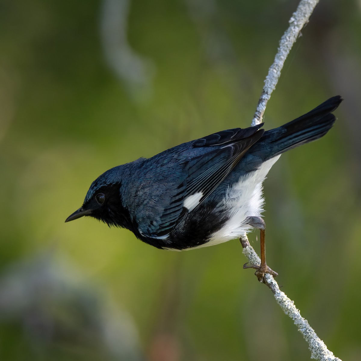 Black-throated Blue Warbler - Theresa Ray