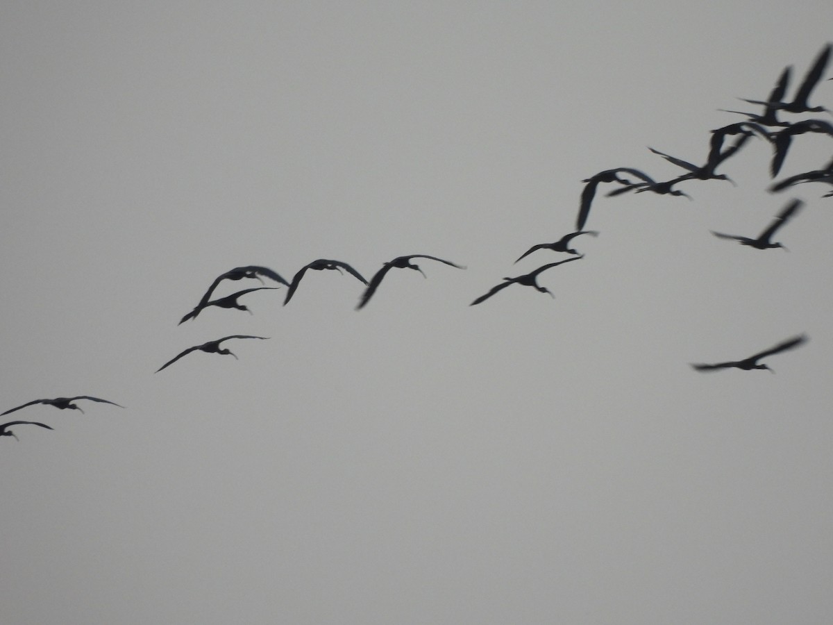 ibis hnědý - ML618816473