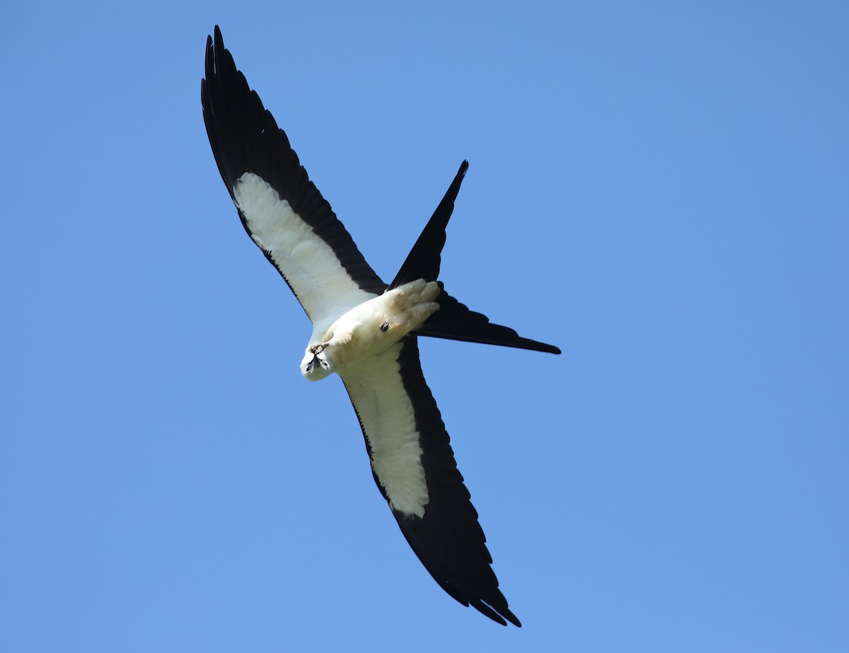 Swallow-tailed Kite - ML618816477