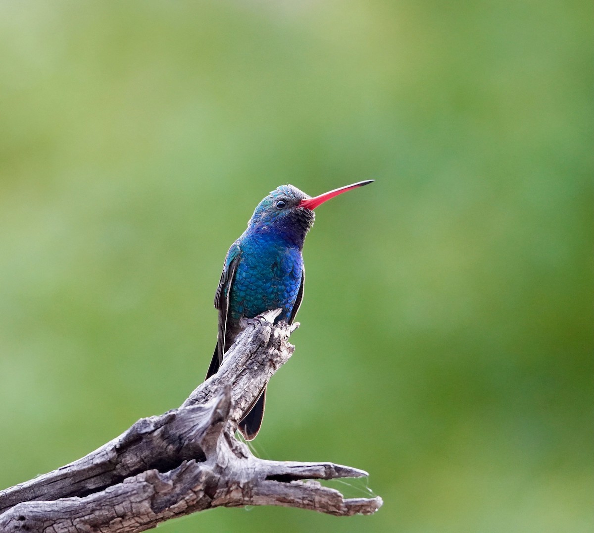 Broad-billed Hummingbird - Andrew Bailey