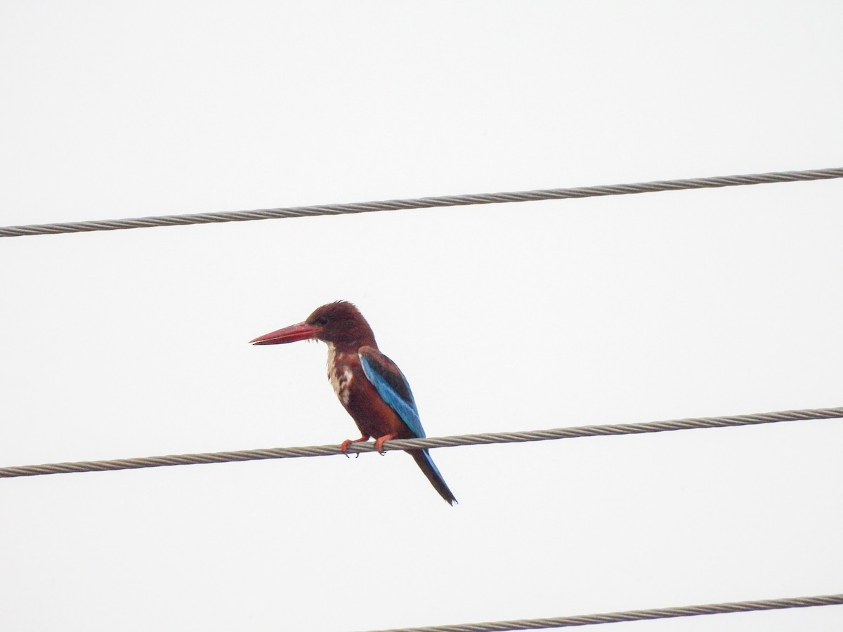 White-throated Kingfisher - Shree Raksha