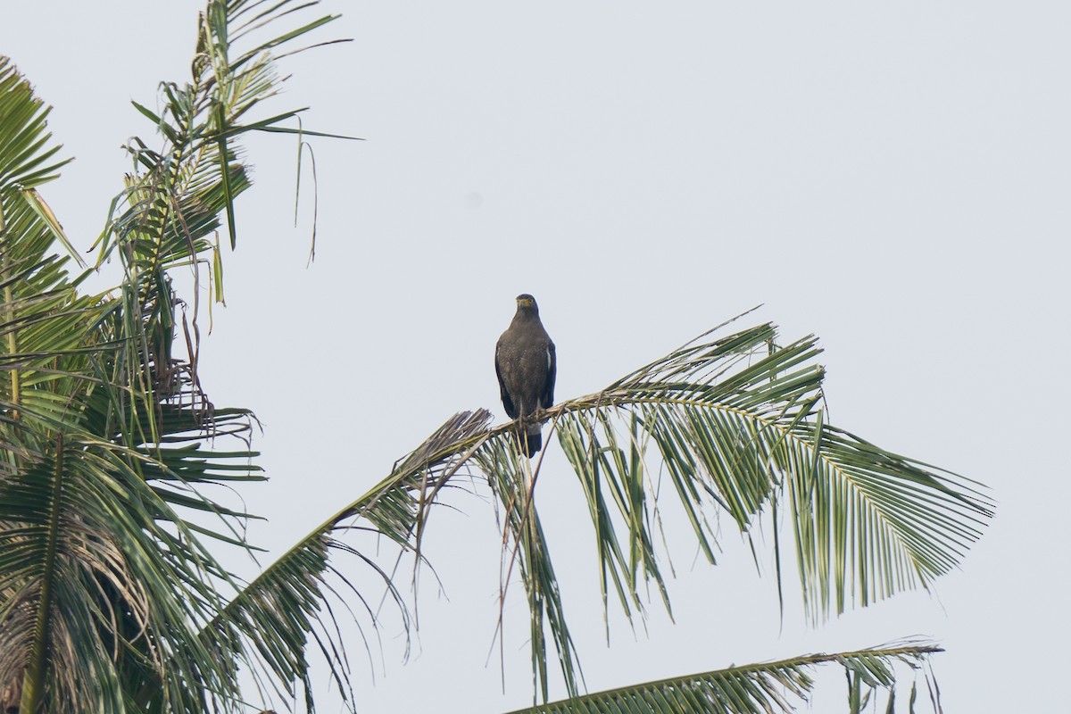 Crested Serpent-Eagle - wengchun malaysianbirder