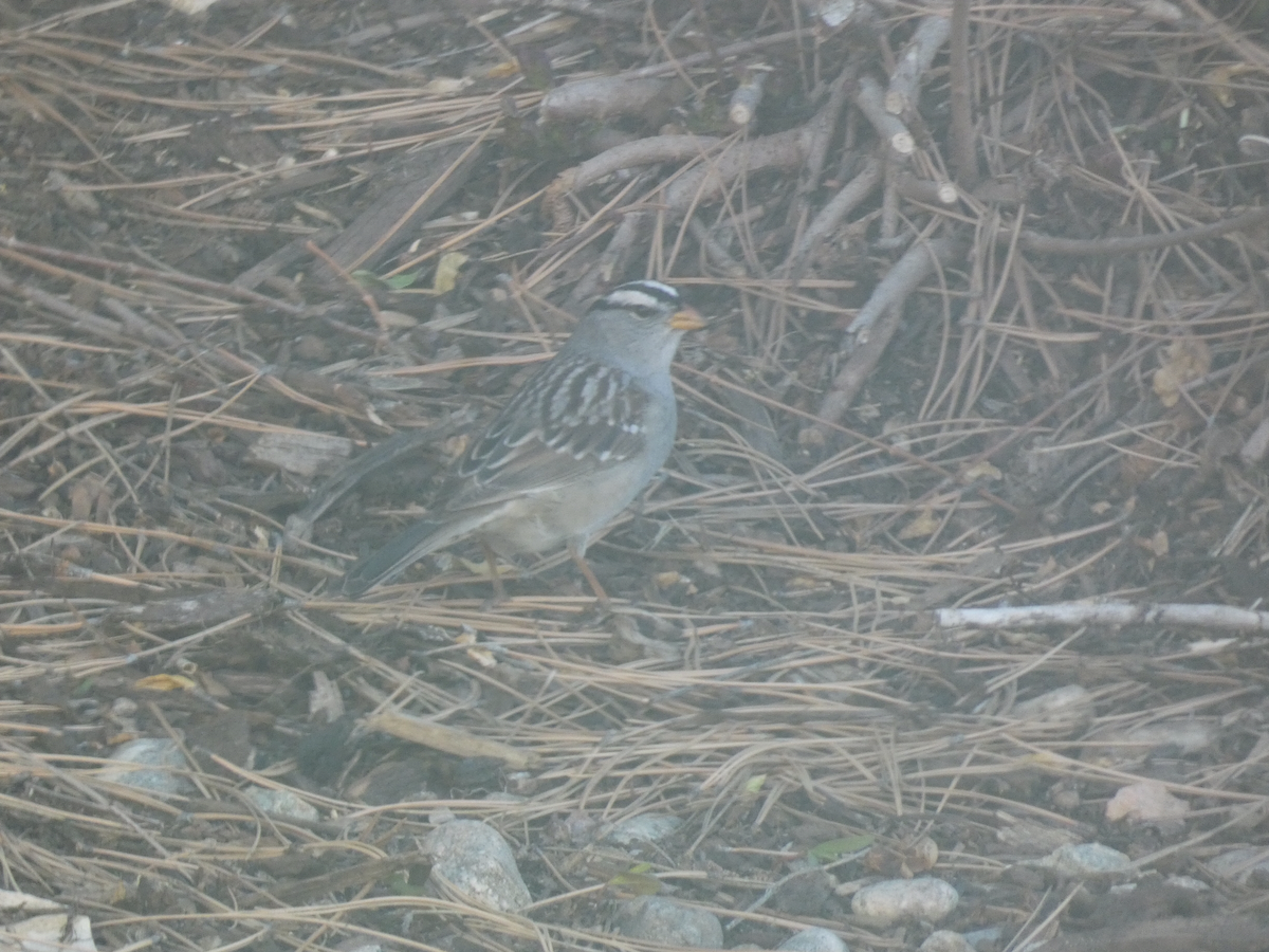 White-crowned Sparrow - ML618816512
