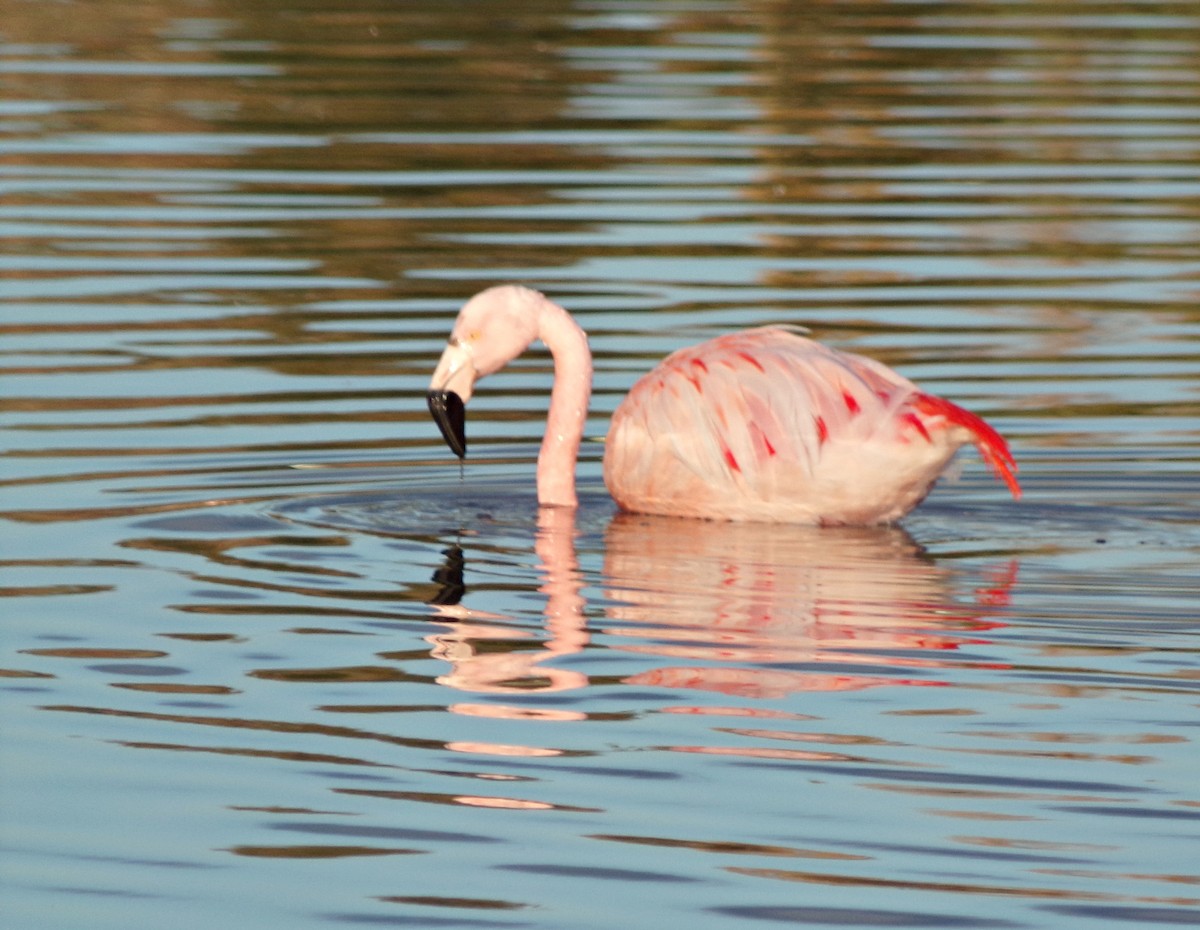 Chilean Flamingo - ML618816514