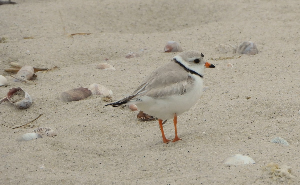 Piping Plover - ML618816515