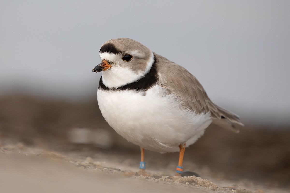 Piping Plover - ML618816523