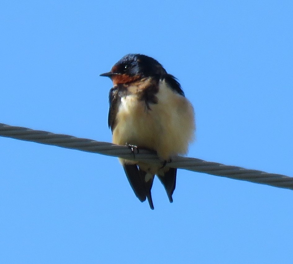 Barn Swallow - ML618816526