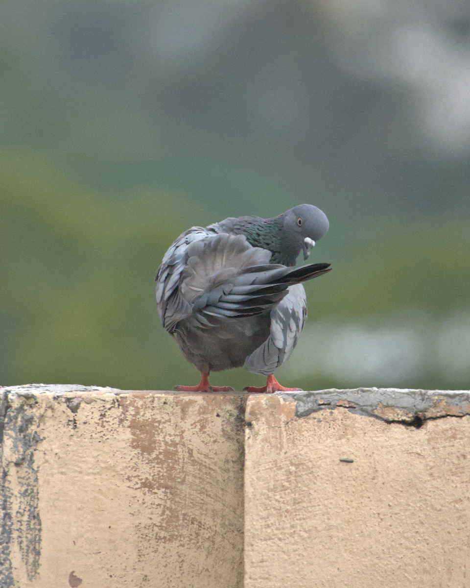 Сизый голубь (Одомашненного типа) - ML618816536