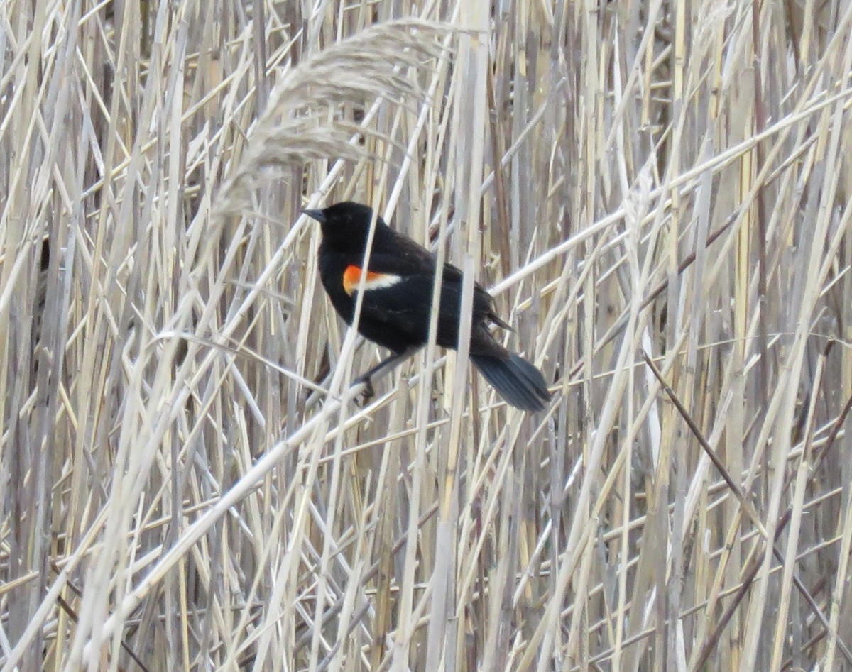 Red-winged Blackbird - Roger Debenham