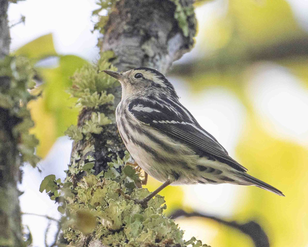 Black-and-white Warbler - ML618816564