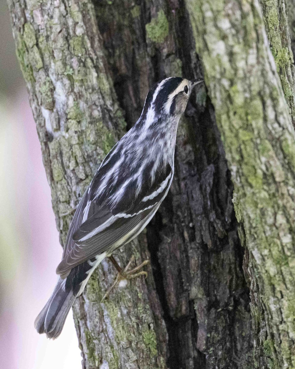 Black-and-white Warbler - ML618816566