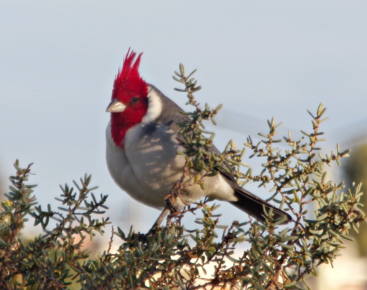 Red-crested Cardinal - ML618816587