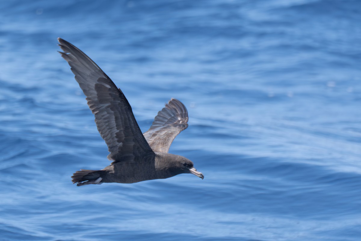 Flesh-footed Shearwater - ML618816595