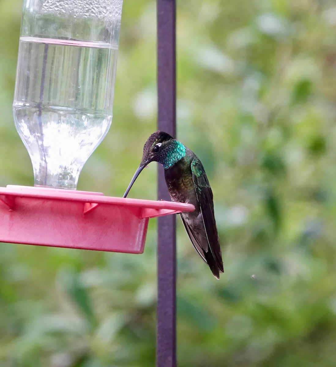 kolibřík skvostný - ML618816601