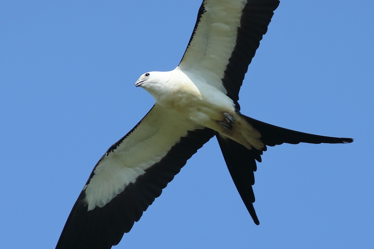 Swallow-tailed Kite - ML618816605