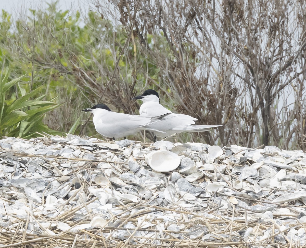 Gull-billed Tern - ML618816629