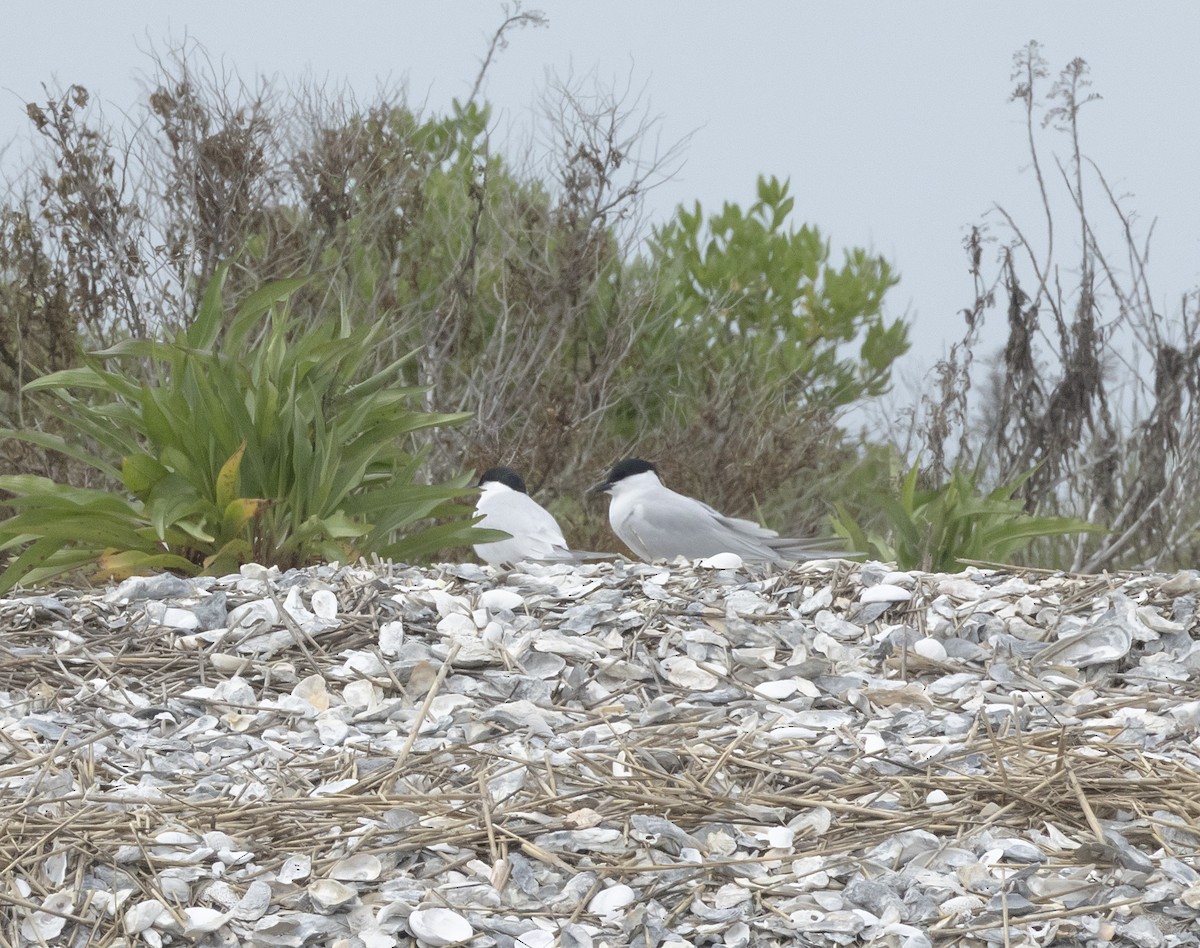 Gull-billed Tern - terry moore