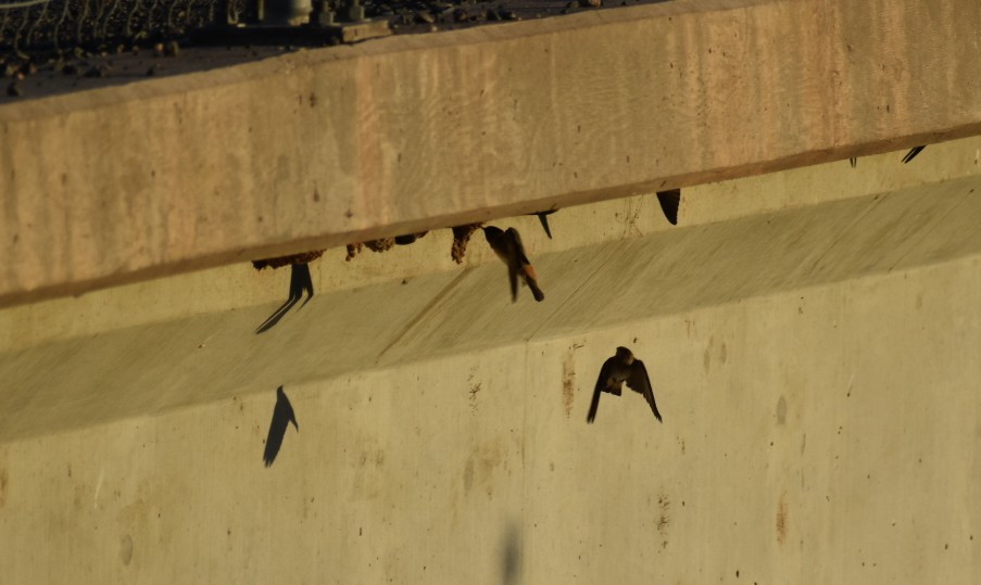 Cliff Swallow - Terry Miller