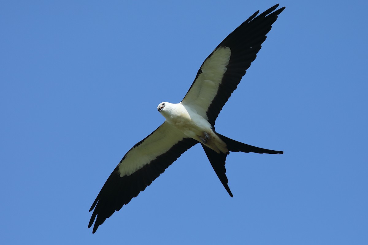 Swallow-tailed Kite - ML618816664