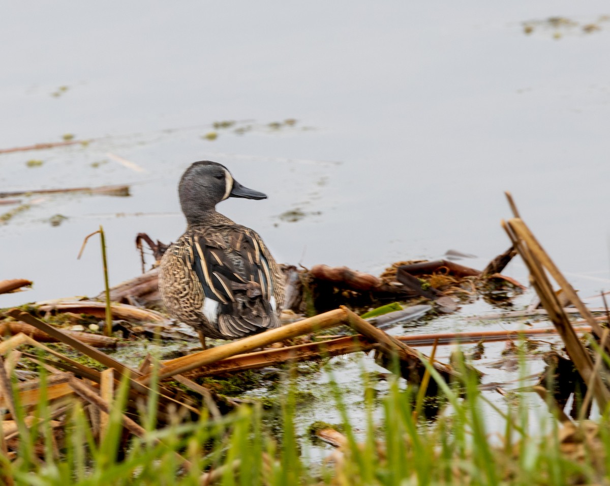 Blue-winged Teal - ML618816673