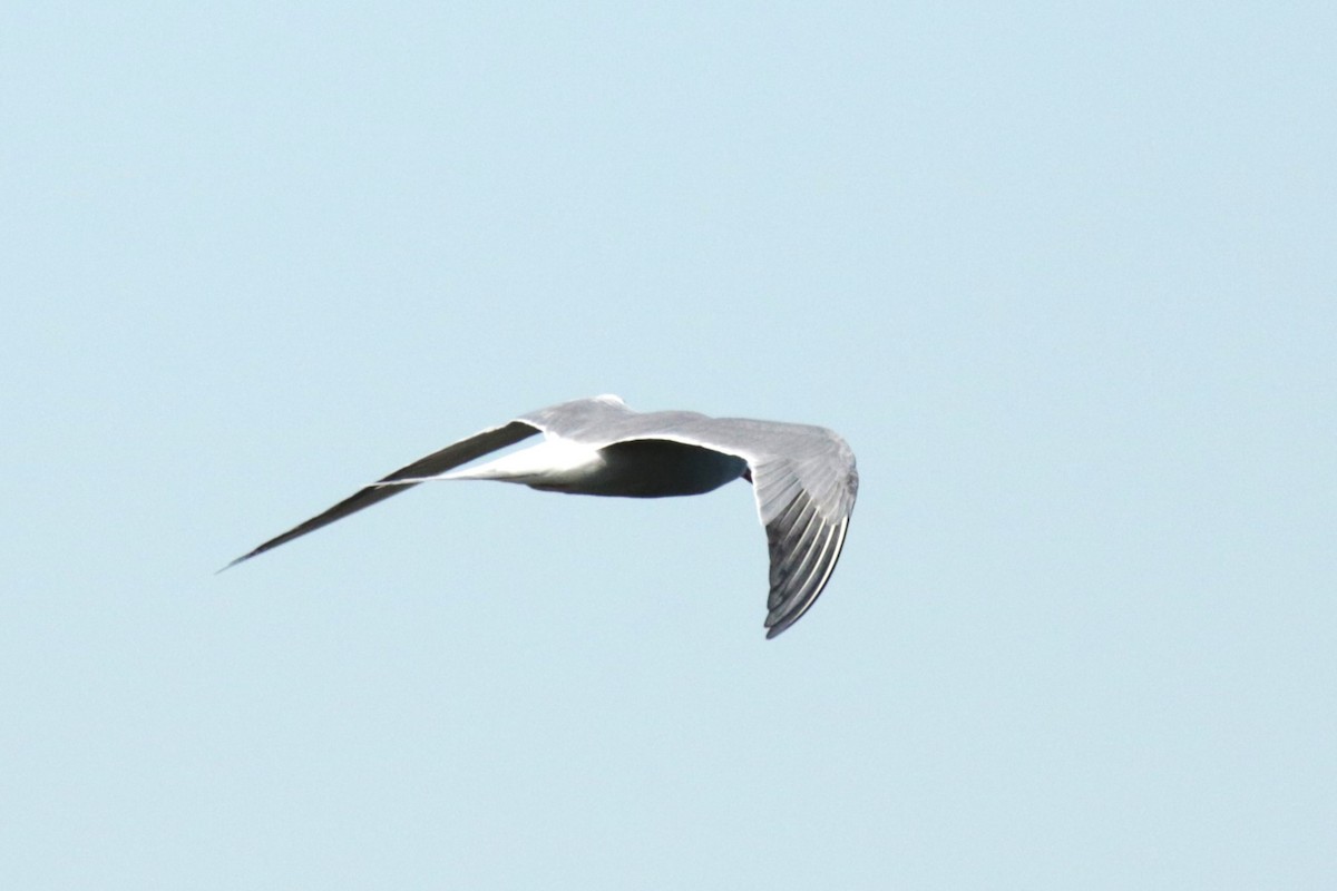 Common Tern - ML618816675