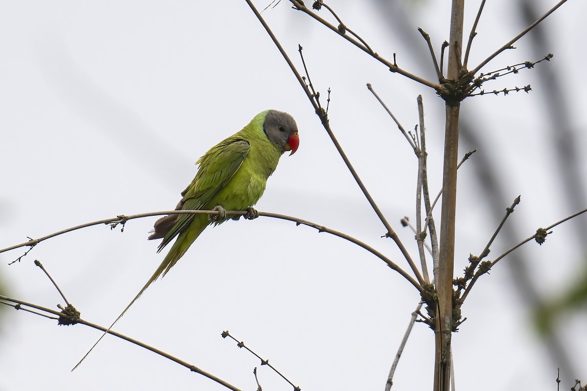 Finsch Yeşil Papağanı - ML618816698